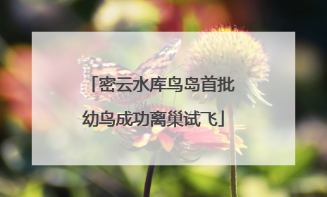 密云水库鸟岛首批幼鸟成功离巢试飞