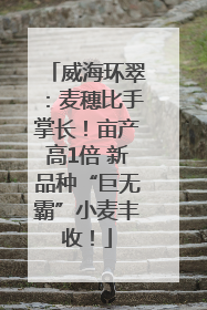 威海环翠：麦穗比手掌长！亩产高1倍 新品种“巨无霸”小麦丰收！
