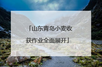 山东青岛小麦收获作业全面展开