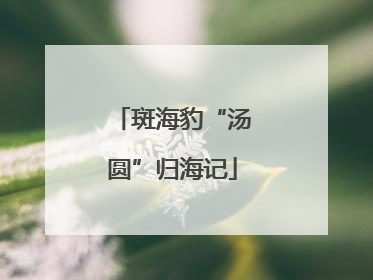 斑海豹“汤圆”归海记