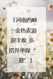 河南西峡：金色麦浪迎丰收 多措并举保“三夏”