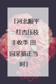 河北顺平：红杏压枝丰收季 田园采摘正当时