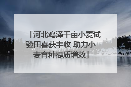 河北鸡泽千亩小麦试验田喜获丰收 助力小麦育种提质增效