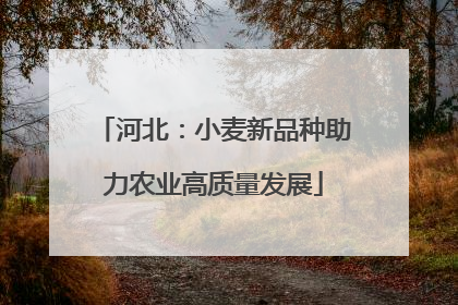 河北：小麦新品种助力农业高质量发展