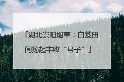 湖北崇阳烟草：白芨田间扬起丰收“号子”