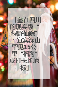 藏在四川的现实版“绿野仙踪”：宜宾深山罕见15公里“稻海”成打卡新地标
