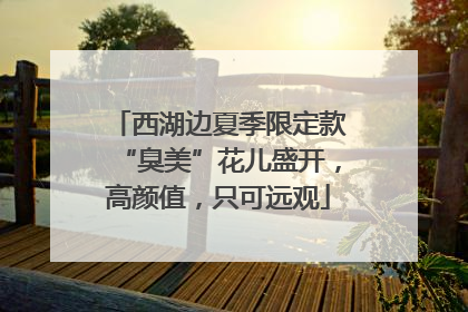 西湖边夏季限定款“臭美”花儿盛开，高颜值，只可远观