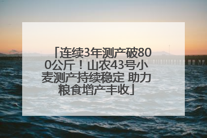 连续3年测产破800公斤！山农43号小麦测产持续稳定 助力粮食增产丰收