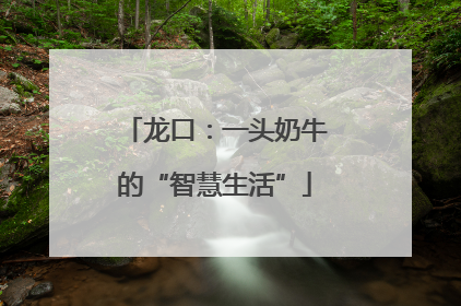 龙口：一头奶牛的“智慧生活”
