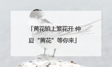 黄花镇上繁花开 仲夏“黄花”等你来